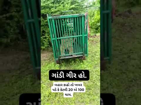 king in cage 