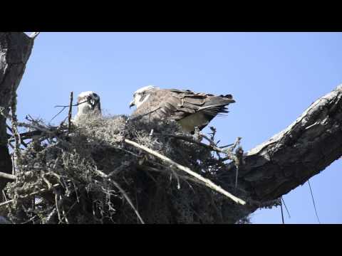Ospreys Making a Nest - March 9, 2015