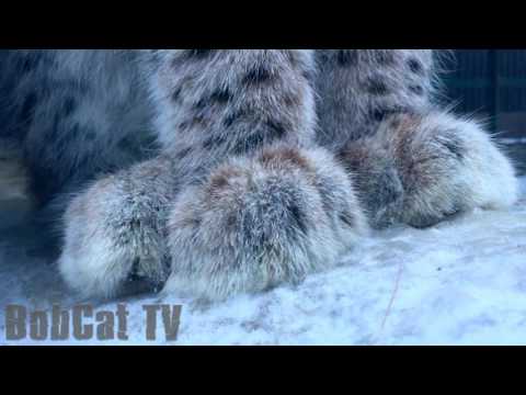 The most beautiful Siberian lynx