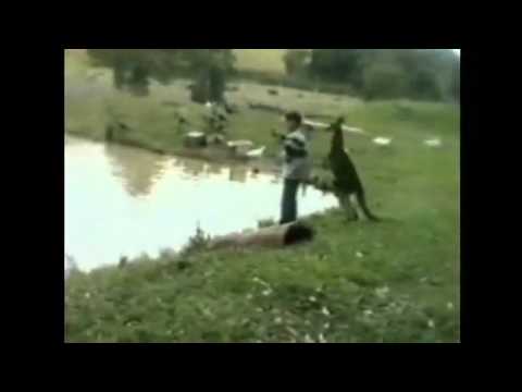 Kangaroo kicks man into water