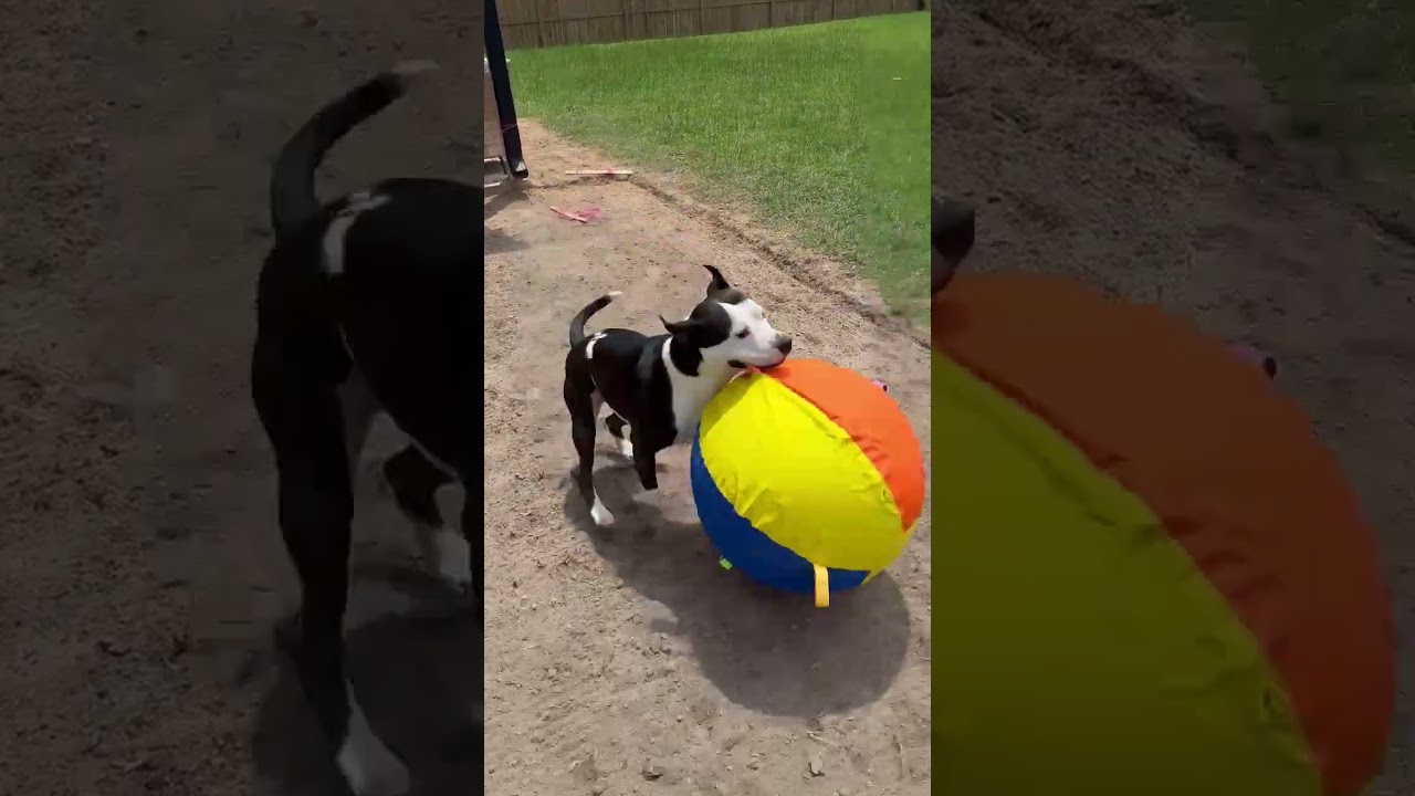 Smitty, a ADOPTABLE mixed breed in Sanford, NC video 4/6