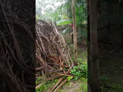 Noso sitio em Santa Bárbara do Pará 