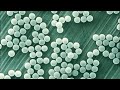 Medical Aesthetician Recommends Organic Exfoliation Beads Over Microbeads