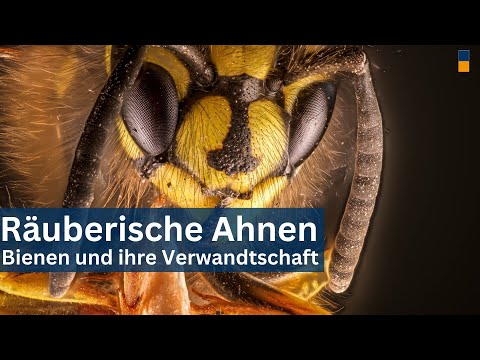 Warum werden Bienen von ihren Vorfahren ausgeraubt!?!