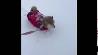 Shiba walk through snow