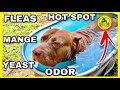 Dog Skin Problem: Itchy Skin, Fleas, Hot Spots, Allergies EASY FIX
