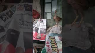 Download lagu Ayam trondol mp3 Download lagu Ayam trondol mp3