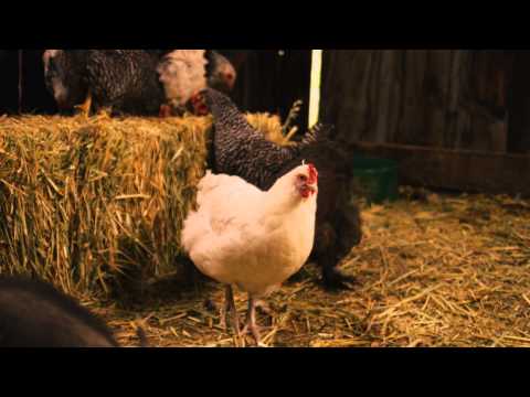 afbeelding Timber the Treasure Dog