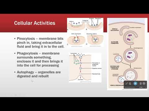 Cellular Architecture