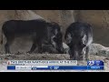 Warthogs On Exhibit At Gladys Porter Zoo