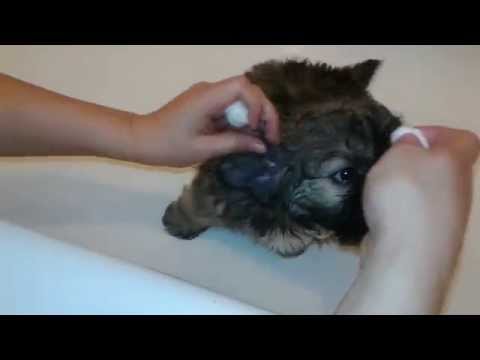 YouTube video about: Can I put cotton balls in my dog's ears?