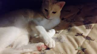 無事に一歳を迎えたあめちゃん