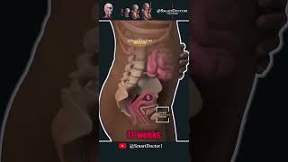 17 Seconds of Amazement: Witness the Incredible Fetal Developmentin the Womb.💞