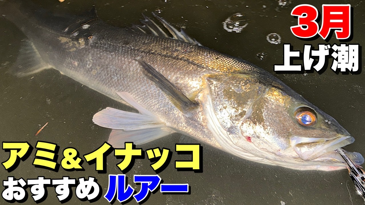 【3月春シーバス80up‼︎】アミ&イナッコ着きシーバスにおすすめルアー！