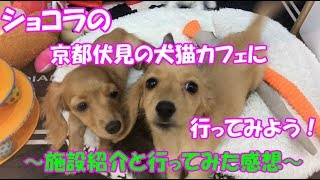 ショコラが京都伏見の犬猫カフェに行ってきたよ(*´∀｀*)