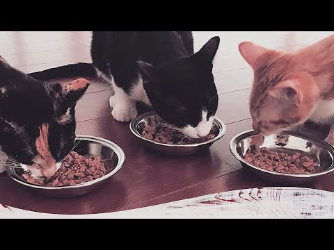 Best Wet Foods For Kittens Review In 2022 | Are They Worth Buying?