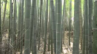 preview picture of video 'Kyoto Sagano Bamboo forest【京都・嵯峨野の竹林】'