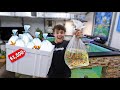 Buying 50 CLOWN FISH For My SALTWATER POND