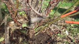 How to remove rootstock from a rose bush Brian Wagner demonstrates how