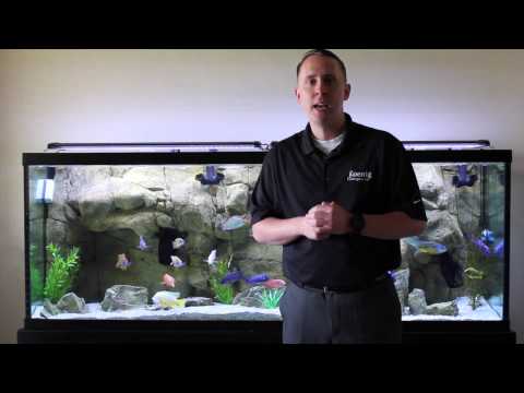 download lagu mp3 mp4 Is It Safe To Buy Fish Online, download lagu Is It Safe To Buy Fish Online gratis, unduh video klip Is It Safe To Buy Fish Online