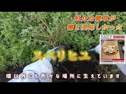 スベリヒユの家族