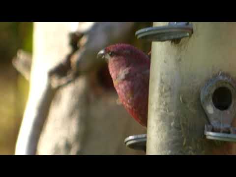 Pine Grosbeak Vaggetem Norway
