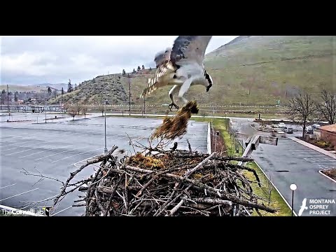 Louis flies to Hellgate in a storm. Grabs nest material, trying to hold on. Reg.& slo-mo 2020 04 11