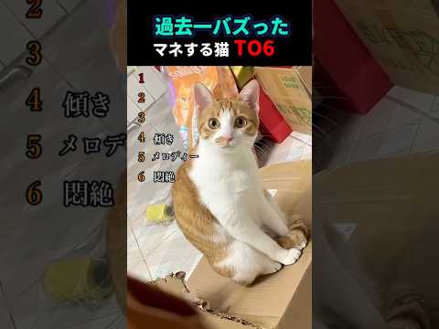 過去1バズった飼い主の真似する猫#愛