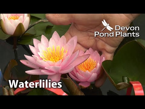 Waterlilies - Sizes and Planting Depths