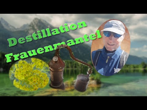 Destillieren von Frauenmantelhydrolat