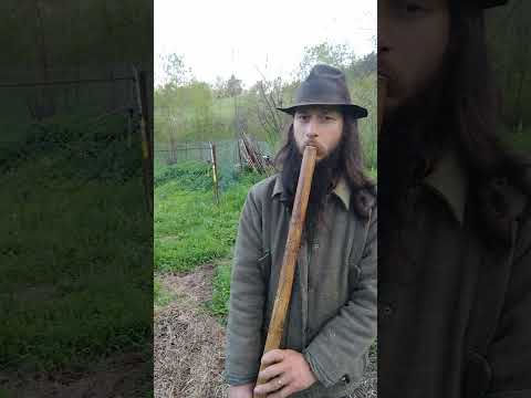 Caval gama fa, pentru oameni mari!