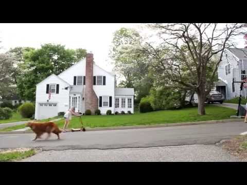 Разхождането на куче вече никога няма да е същото? 