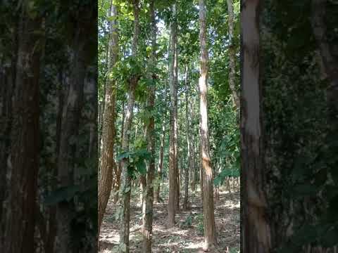 #Natural#Naturalscenery#scenery#nature