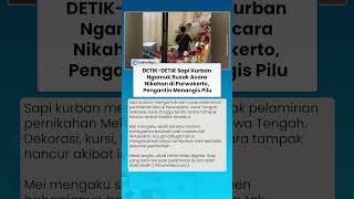 Detik-detik Sapi Kurban Ngamuk Rusak Dekorasi Pernikahan di Purwokerto, Pengantin Menangis Pilu