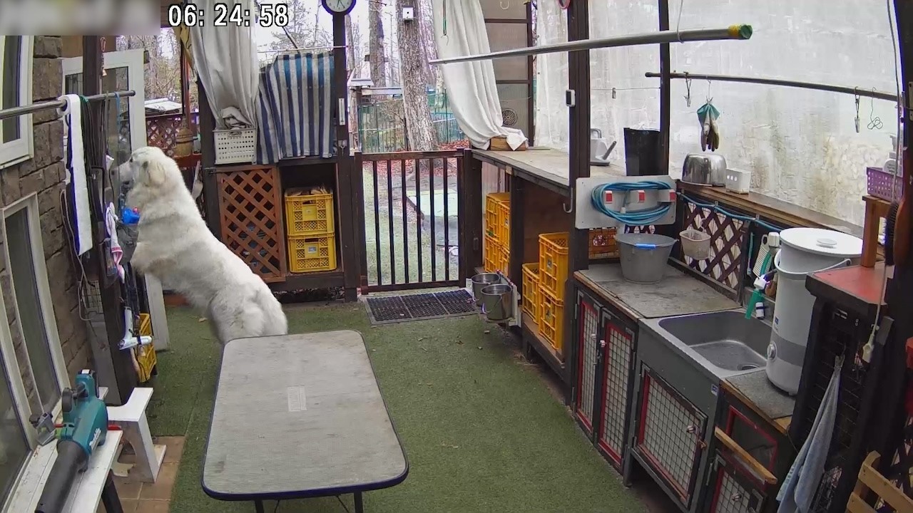 【ルンルンの裏庭】何か無いかしら？と入念にチェックをするリリー