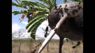 Ants protecting Acacia tree from elephant