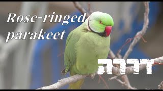 דררה   Rose-ringed parakeet