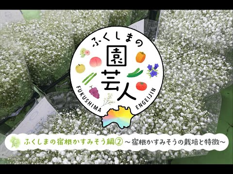 カスミソウの乾燥: 最良の結果を得る方法 植物