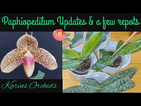 Paphiopedilum Orchids Update and a few repots