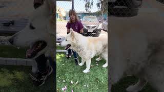 Video preview image #1 Alaskan Malamute-Unknown Mix Puppy For Sale in Pasadena, CA, USA