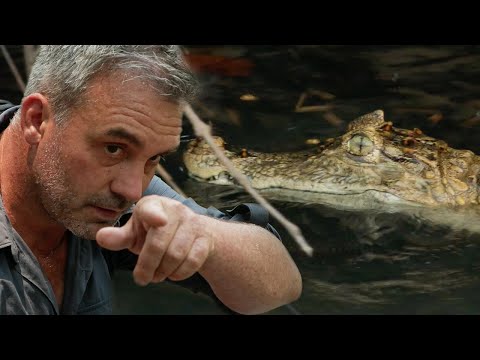 FACE À FACE AVEC UN CAÏMAN - Cyril Chauquet