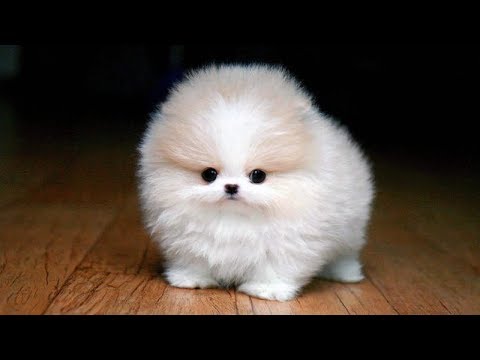 10 Miniature Dog Breeds You Won't Believe Exist