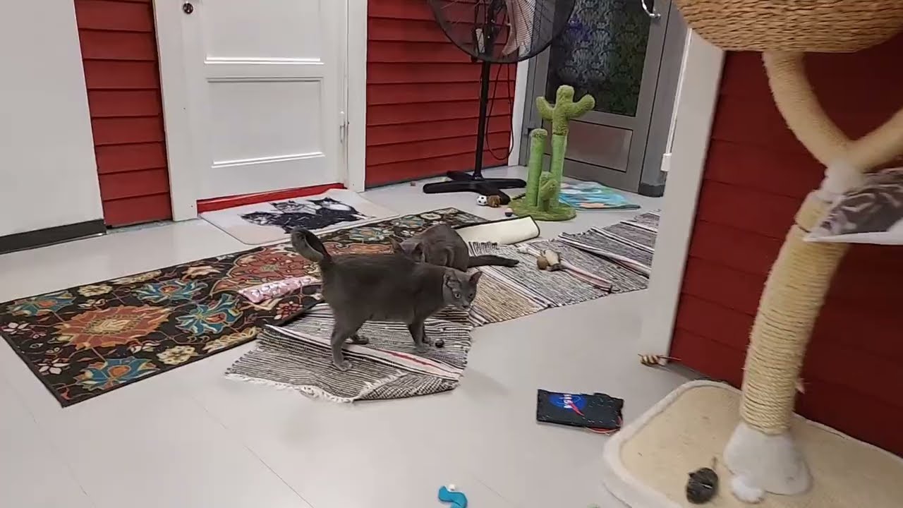 Riehuntaa pappalassa