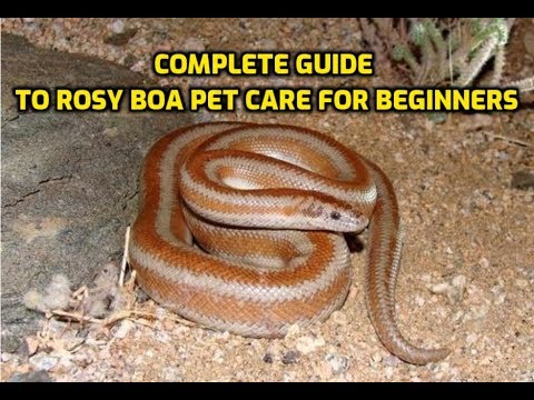 Boa ružová (Lichanura trivirgata) — video o chove a starostlivosti