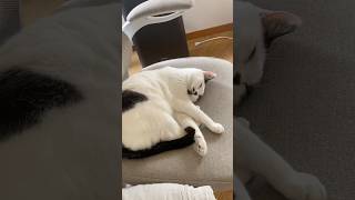 猫の腹に不時着