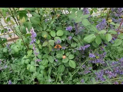 Ausflug zum Rosengarten Hemmingen 04062022