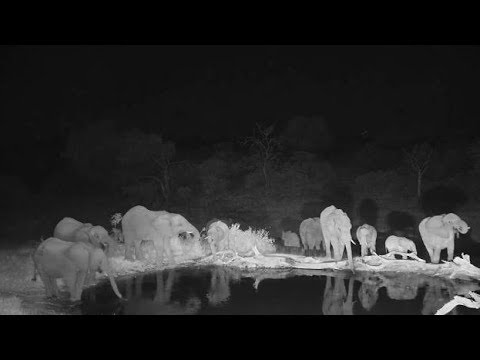 Djuma: Elephant herd with small ones come to the pan - 23:13 - 06/12/19