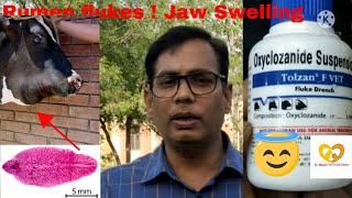 Bottle Jaw !  Rumen / Liver Flukes ! Diagnosis and treatment in Cow and Buffalo !