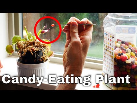 What Happens When You Feed A Venus Flytrap Jelly Beans?