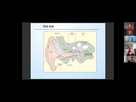 NEUROLINGUISTICS - Class 4    1/2